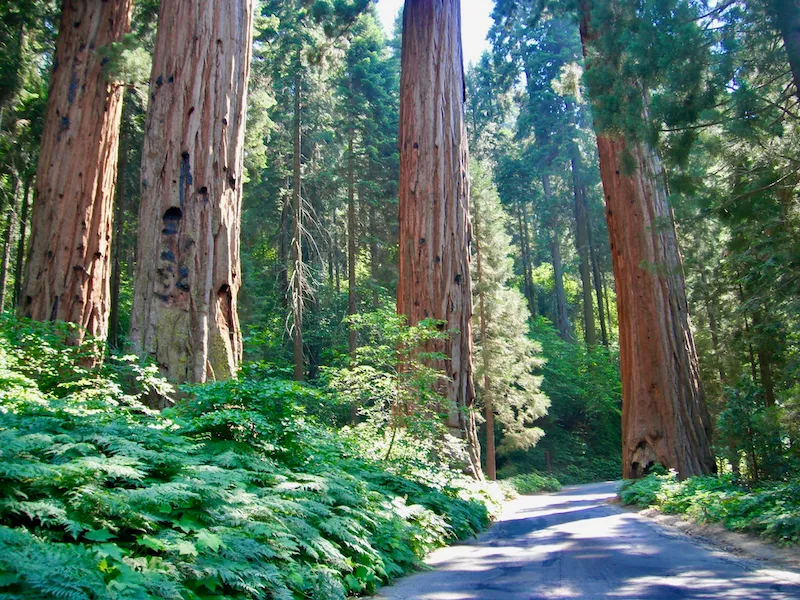 EMDR therapy illustration for trauma treatment